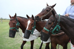 ¿Por qué el Polo Argentino es el mejor del mundo? - Medio  