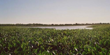 ISLA CARABAJAL: 2350 HECTÁREAS 